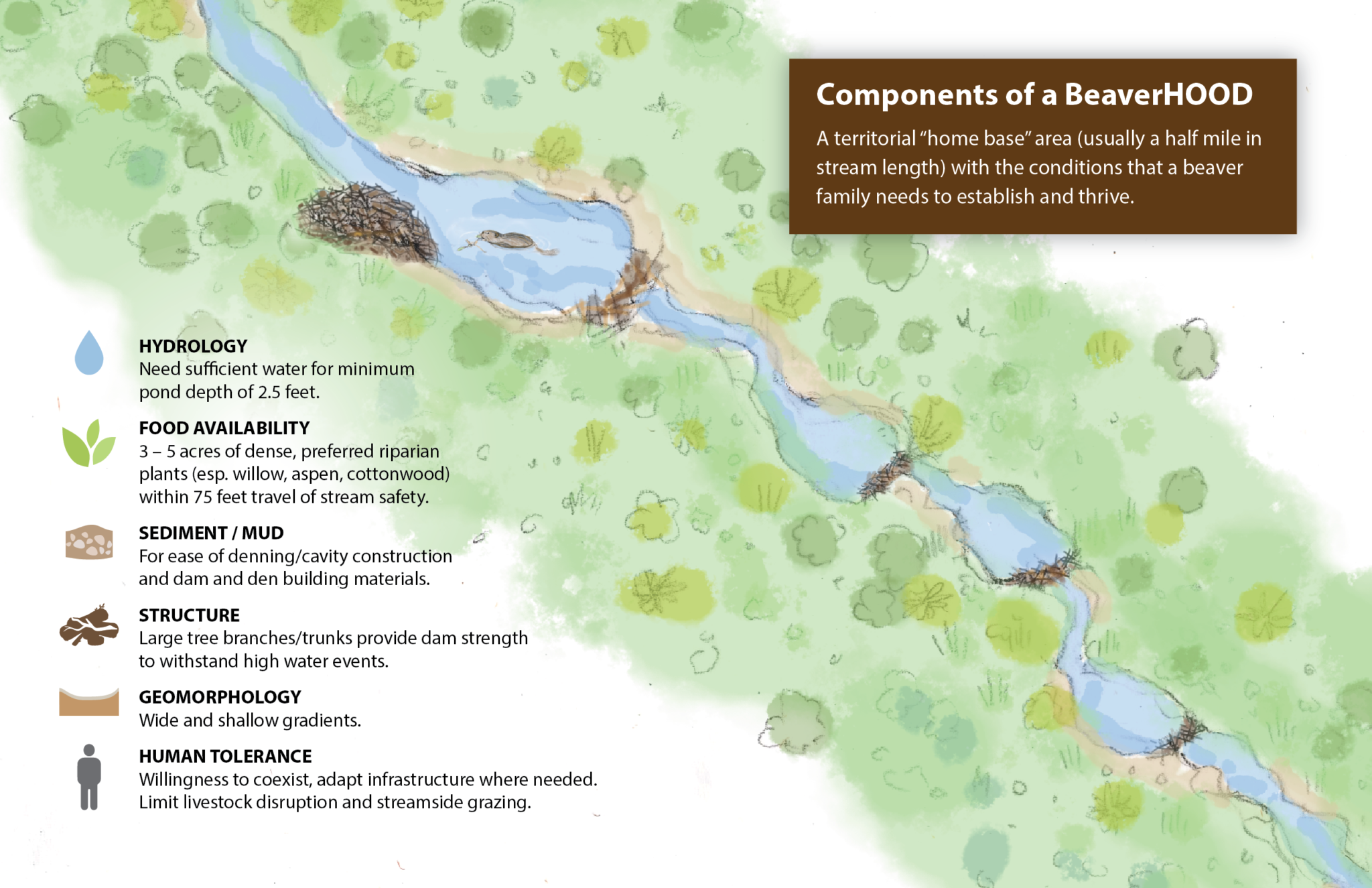 components of a beaver habitat