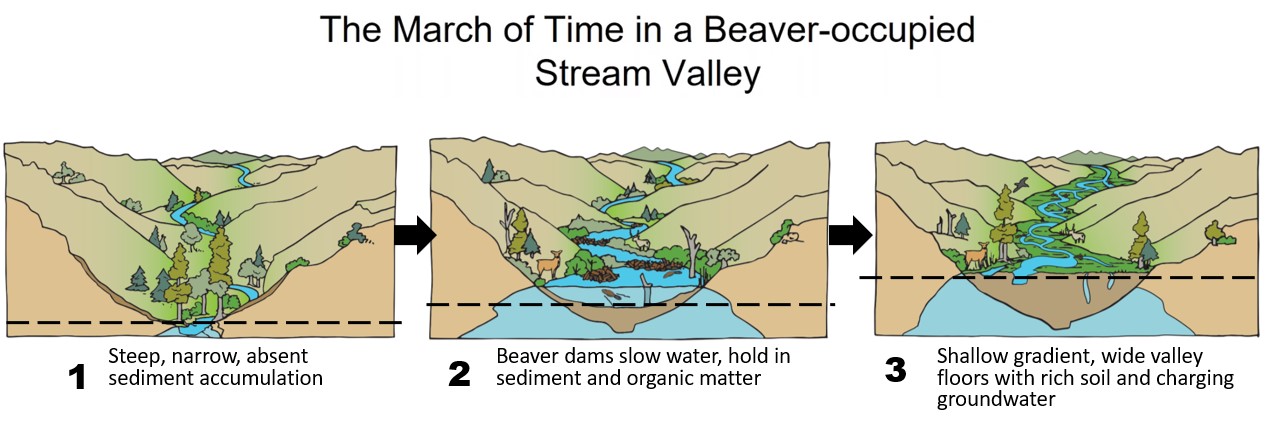 march of time in a beaver occupied stream valley