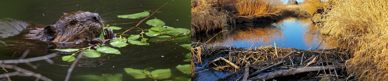 beavers-in-our-landscape