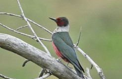 Lewis-woodpecker