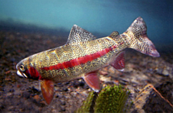 redband-trout