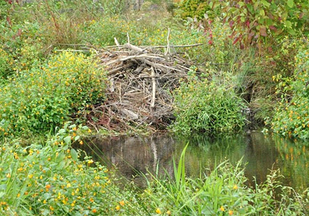 bank-stream-beaver-lodge
