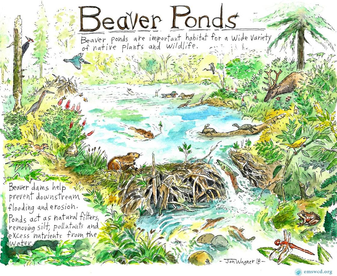 beaver-pond-meadows-and-wildlife