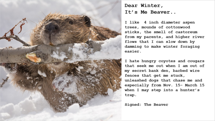 Beaver-in-Winter