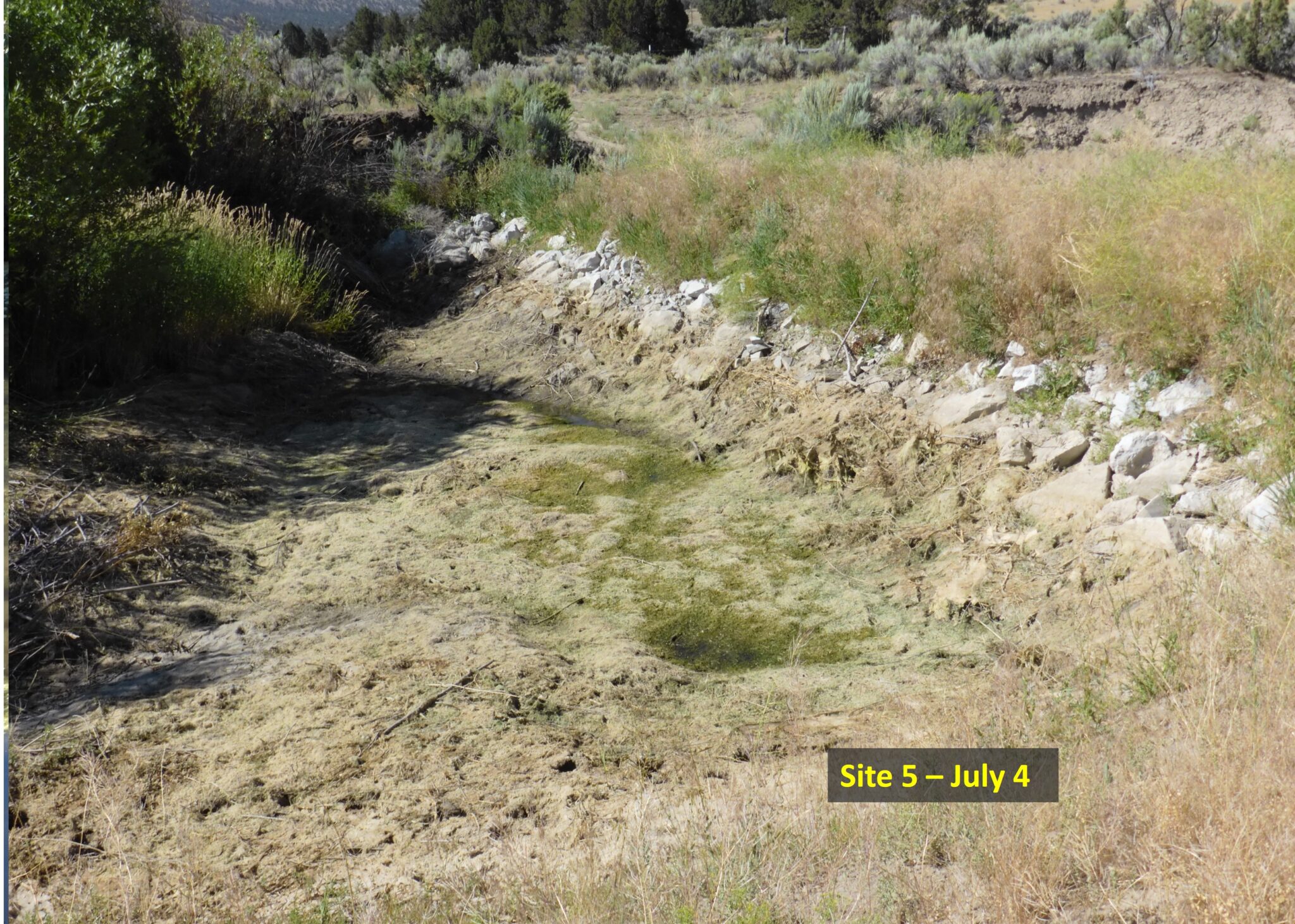 Field-Report-B-Creek-Site-July-4-scaled
