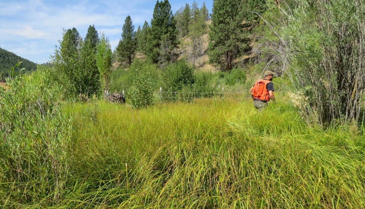 Marks-Creek-downstream-restoration-waist-high-grass