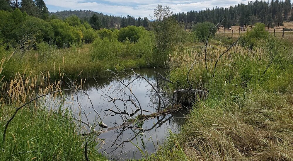 beaver habitat restoration through dams