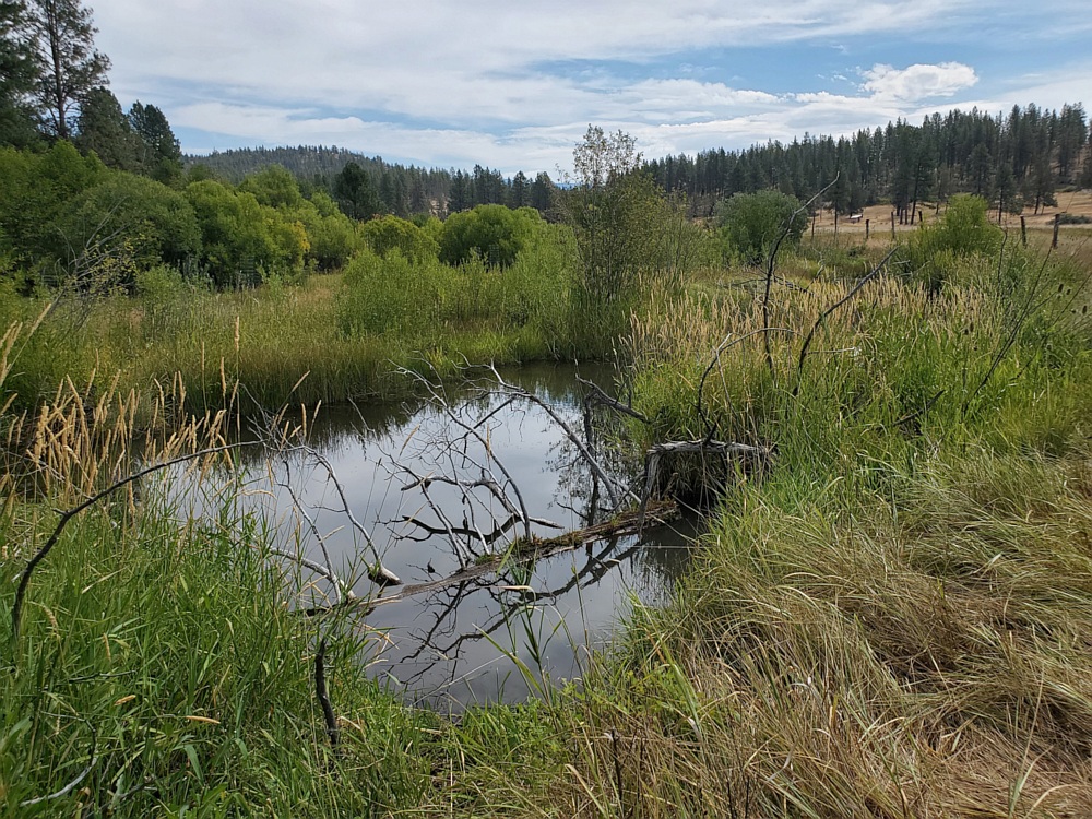beaver habitat restoration through dams