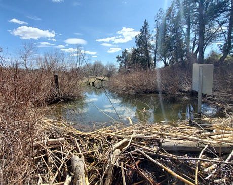 beaver-dam-site