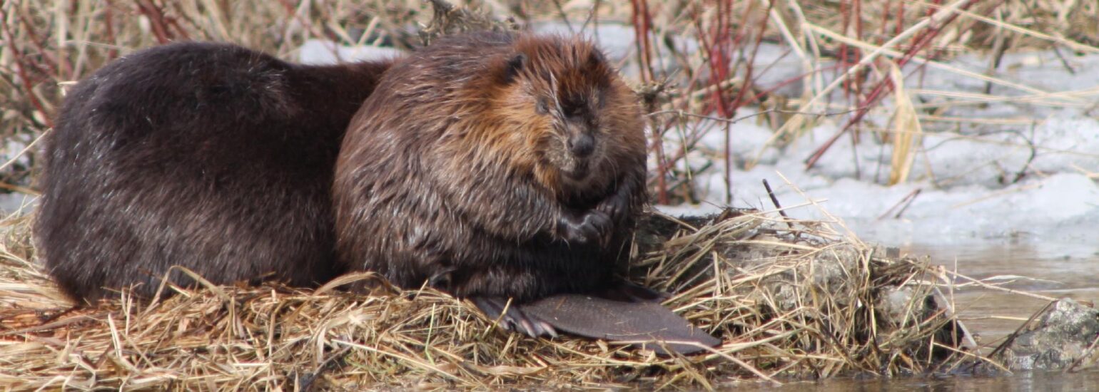 beaver-in-winter