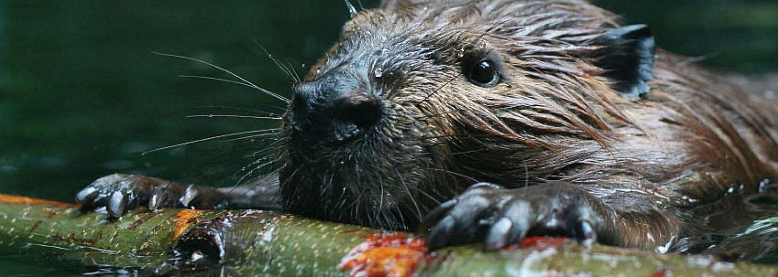 beaver-pushing-stick-for-food