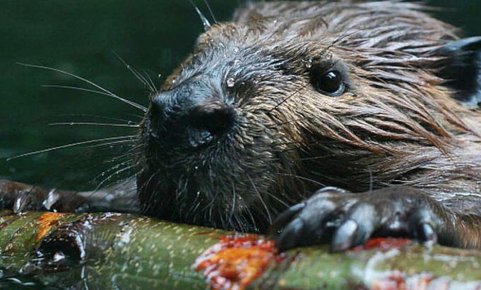 beaver-pushing-stick-for-food