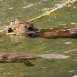 The Benefits of Beavers – Nature’s Engineers