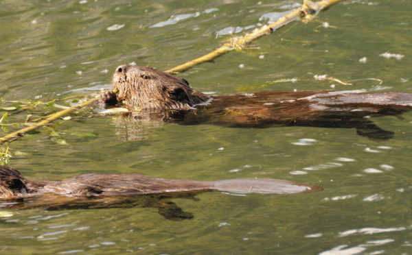 beaver floating over water