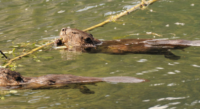 beaver floating over water