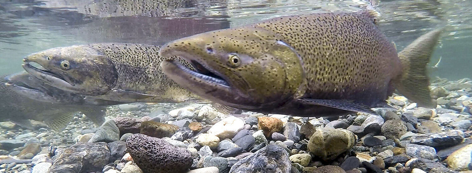 Male Chinook salmon in Butte Creek