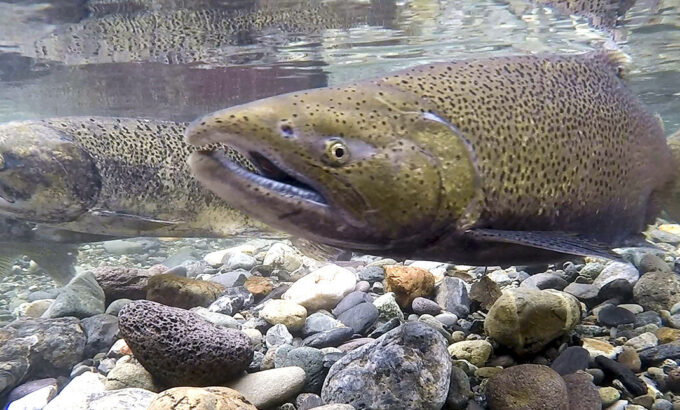 Male Chinook salmon in Butte Creek