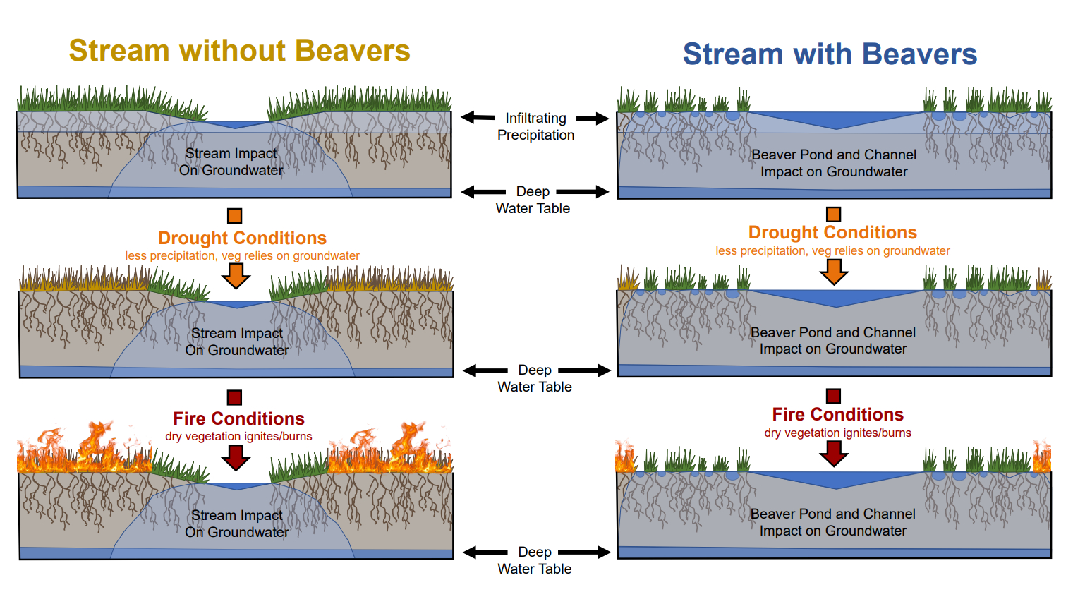 stream-with-beavers