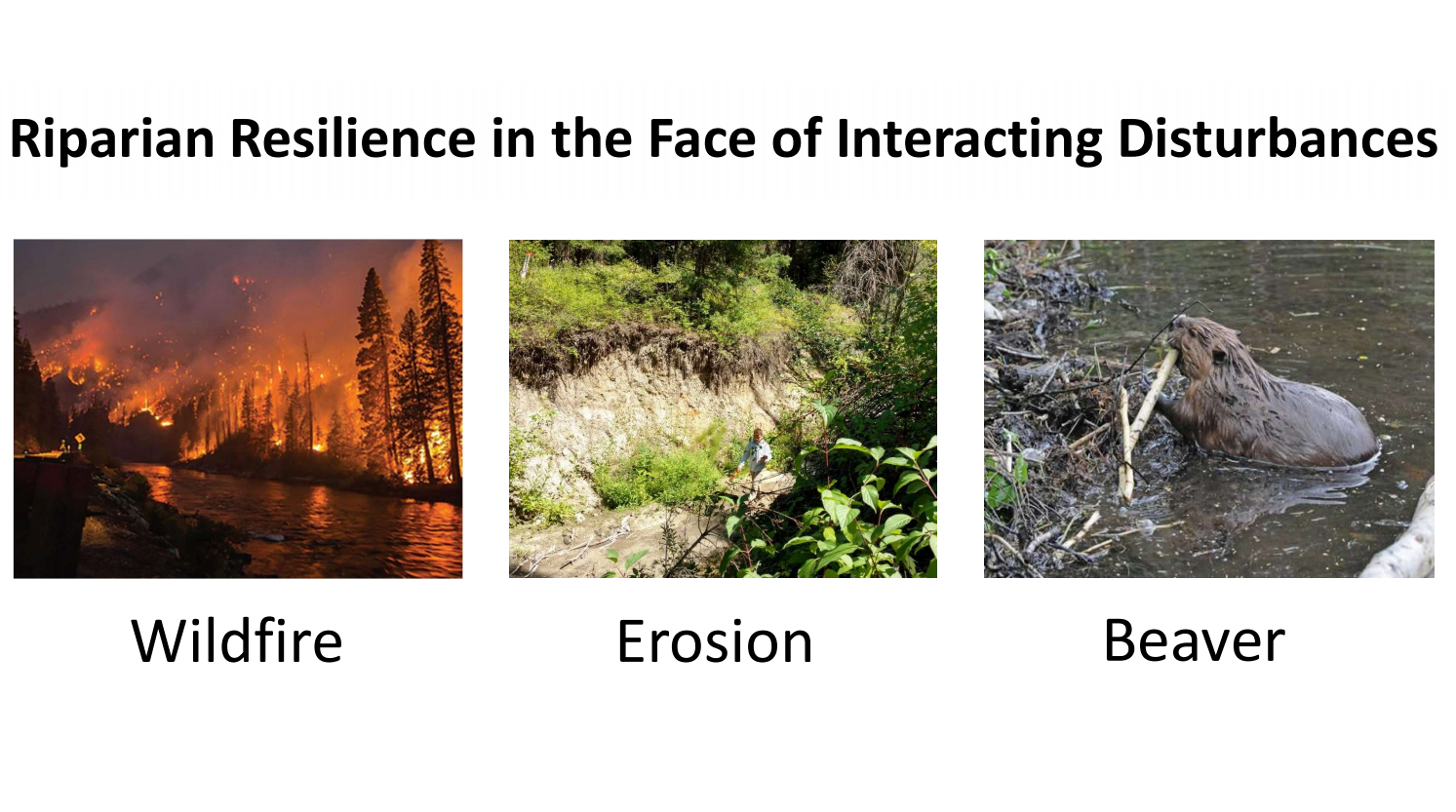 riparian-resilience-in-the-face-of-interacting-disturbances