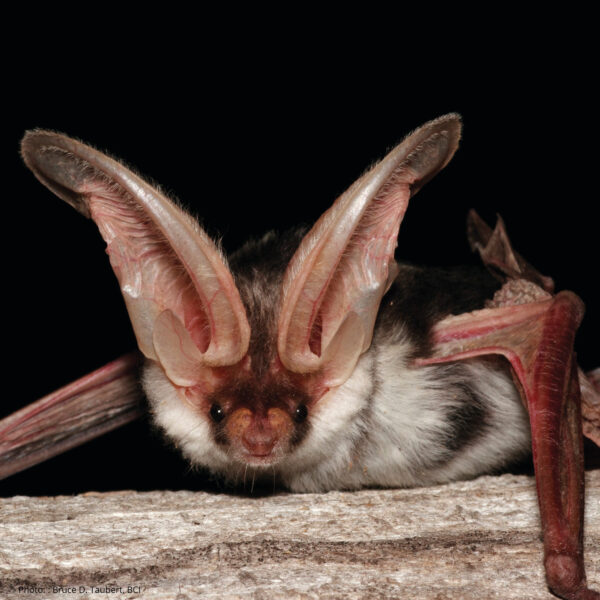spotted-bat