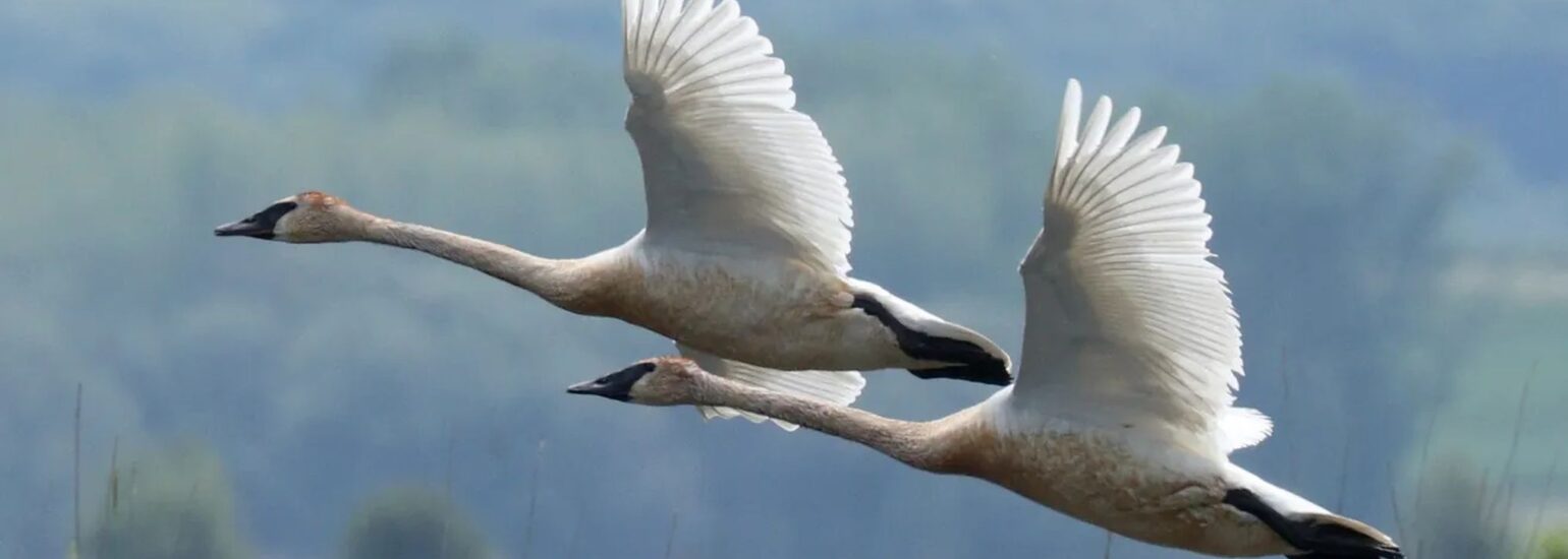 tumpeter-swan-flying