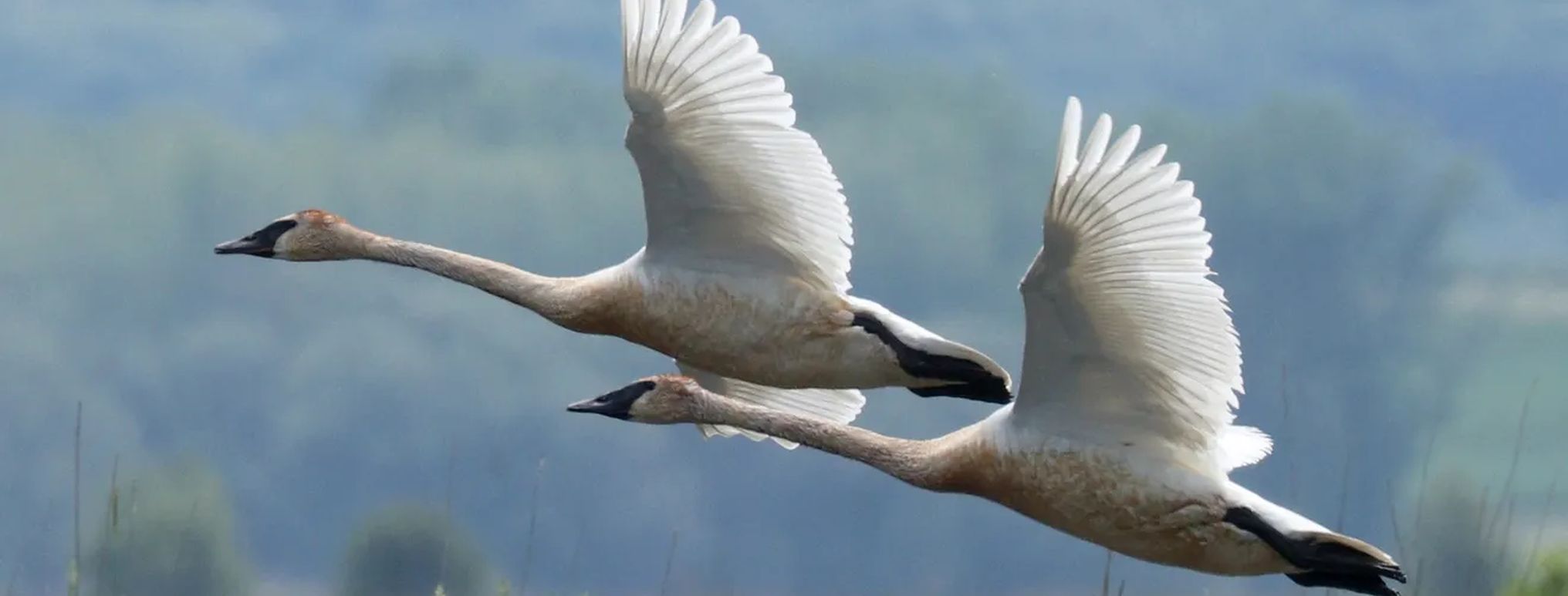 tumpeter-swan-flying