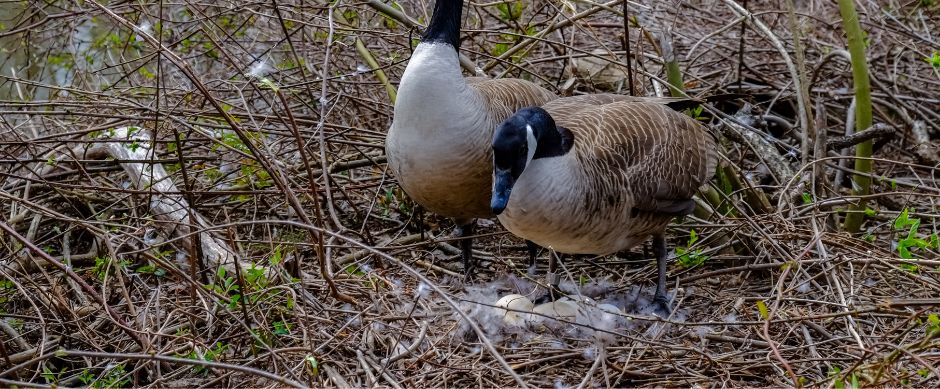 geese nesting in beaver wetland