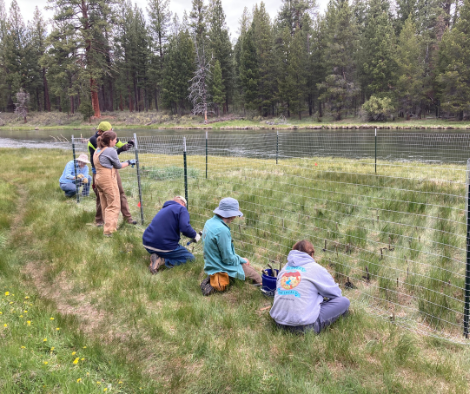 beaver works planting project